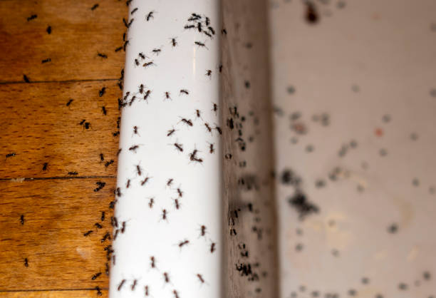 Best Affordable Pest Control Services  in Columbia Falls, MT