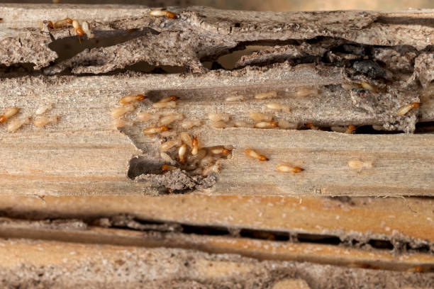 Wasp Removal Services in Columbia Falls, MT